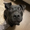元気いっぱいマノアちゃん素敵なご縁を待っています！