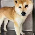 おっとり柴のひなちゃん