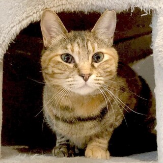 【むぎ】美人な麦わらの女の子