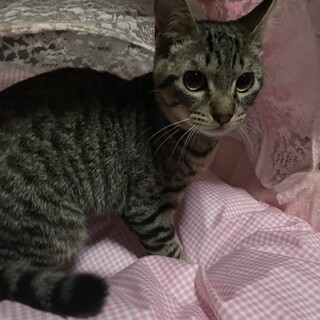 撫で撫で大好きなキジトラちゃんです
