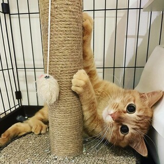 【お見合い随時】大人だって可愛い★茶トラ&三毛ペア