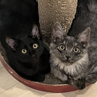 【お見合い随時】長毛ブラックスモーク&黒の美猫兄妹