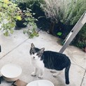 元気でおちゃめな  サバトラ白のりんちゃん！
