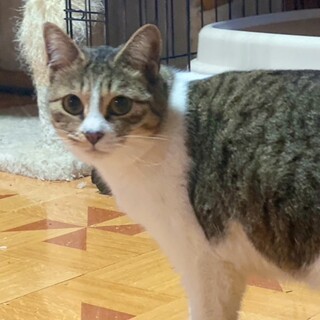 とても穏やかで性格の良い飼いやすいレモンちゃん