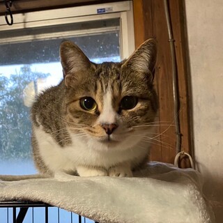 過酷な環境からレスキュー、人が大好きなライムちゃん