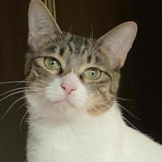 キジシロ すみちゃん専用 【公式通販】