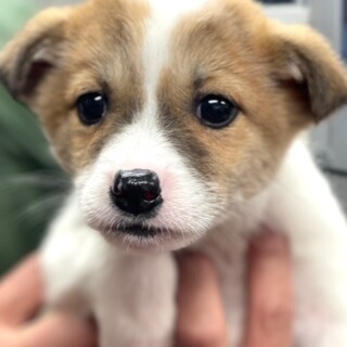 とても珍しい　仔犬の伊万里 とても珍しい 仔犬の伊万里