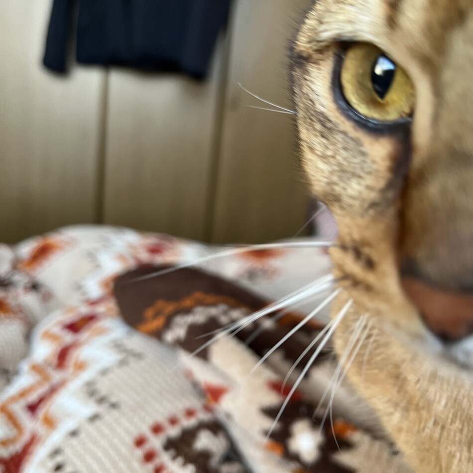 レオのカバー写真