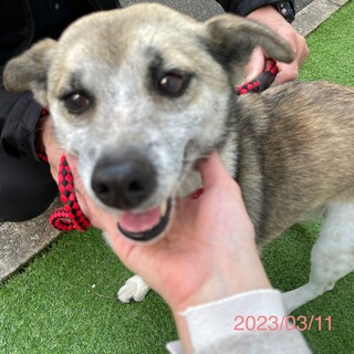 福岡県より中型犬ミックスの女の子里親募集