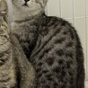 甘えん坊の海(かい)★シルバータビー サムネイル2