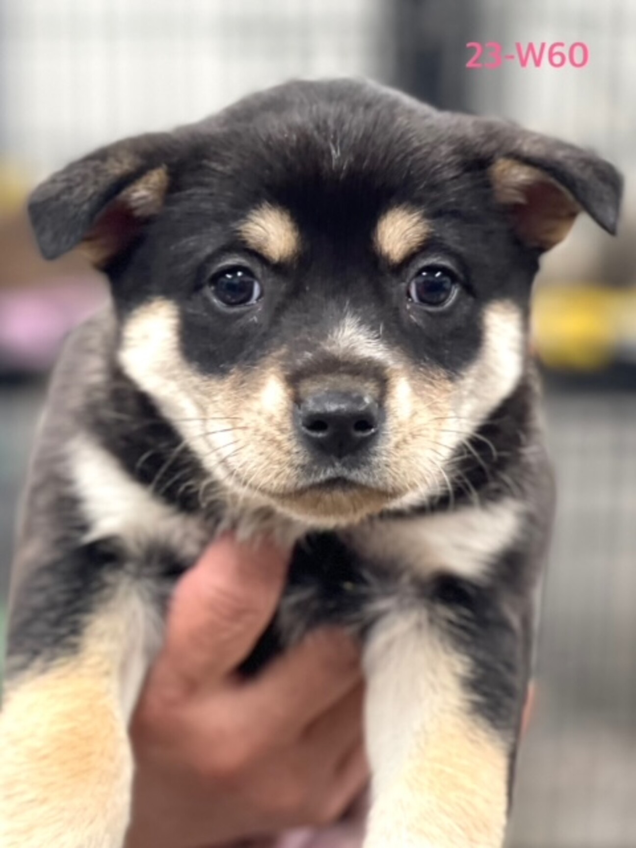 「23-W60 綺麗な仔犬です♪」大阪府 - 犬の里親募集(450312) :: ペットのおうち【里親決定25万頭!】