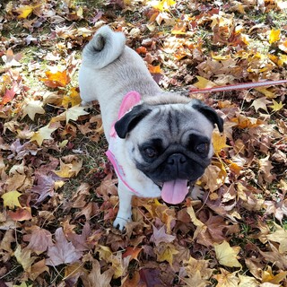 辞退により再募集！