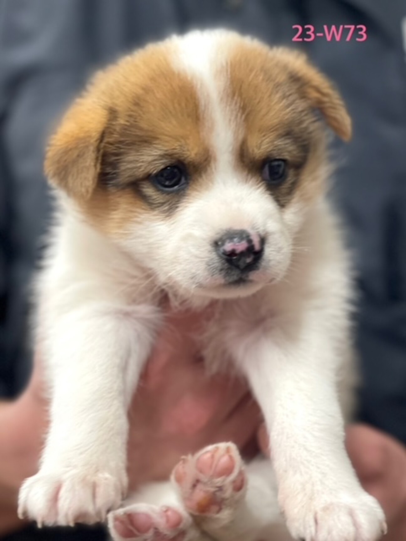 23-W73 可愛い赤ち」大阪府 - 犬の里親募集(450325) :: ペットの