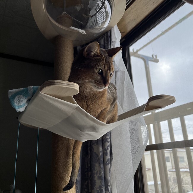 とろりっちのカバー写真