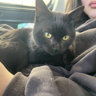 お膝大好きにゃん