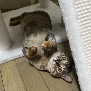 甘えん坊の女の子です