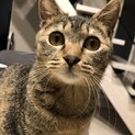 人も猫も大好き！赤ちゃんのように甘えん坊な女の子！