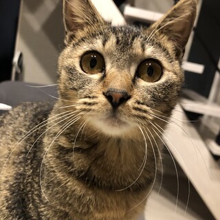 人も猫も大好き！赤ちゃんのように甘えん坊な女の子！