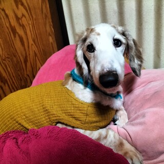 甘えん坊のダックス、12歳のココくん