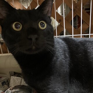 置き去りにされた黒猫ちゃん保護しました！