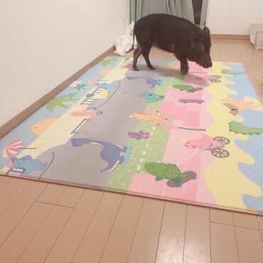 マイクロミニブタ　里親募集