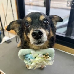 NPO法人アニマルはにまる高槻による犬譲渡会 サムネイル2