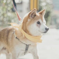 NPO法人アニマルはにまる高槻による犬譲渡会 サムネイル3