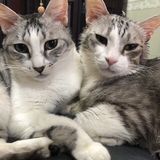捨てられてた２匹の家族募集！