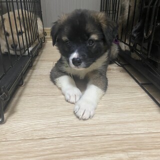 しっぽフリフリ✴︎家族を探してます2