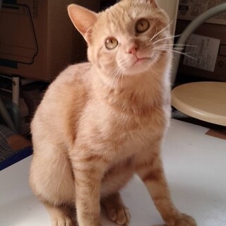 エイズキャリアのチャオくん