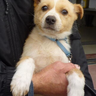 保健所に来たばかりの怖がり子犬たち