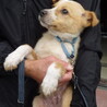 保健所に来たばかりの怖がり子犬たち サムネイル2