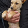保健所に来たばかりの怖がり子犬たち サムネイル4