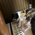 6匹の猫ちゃん