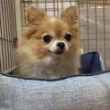 チワワ　ミュウ　