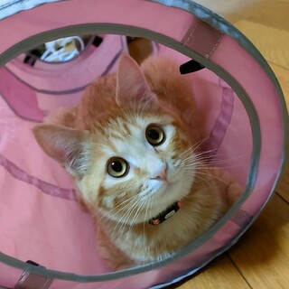 茶トラのおっとりした性格のオスの子猫です。