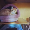 茶トラのおっとりした性格のオスの子猫です。 サムネイル2