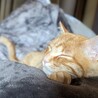 茶トラのおっとりした性格のオスの子猫です。 サムネイル4