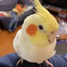 ピクレモン