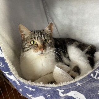 ☆タビーアメショー柄のミケちゃん