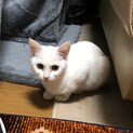 キュートな白猫♡ブロンちゃん　8ヶ月