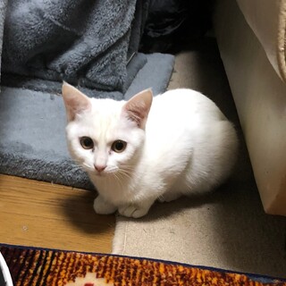 キュートな白猫♡ブロンちゃん　8ヶ月