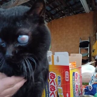 全盲のおしゃべり好きだけど穏やかな黒い成猫くん