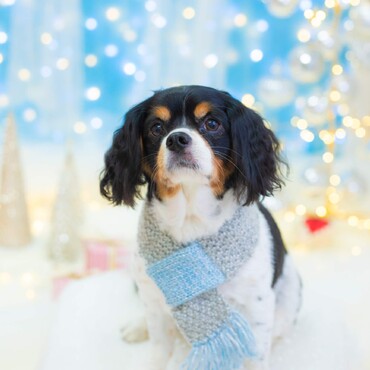 クリスマスバージョンでプロのカメラマンに撮ってもらいました