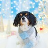クリスマスバージョンでプロのカメラマンに撮ってもらいました