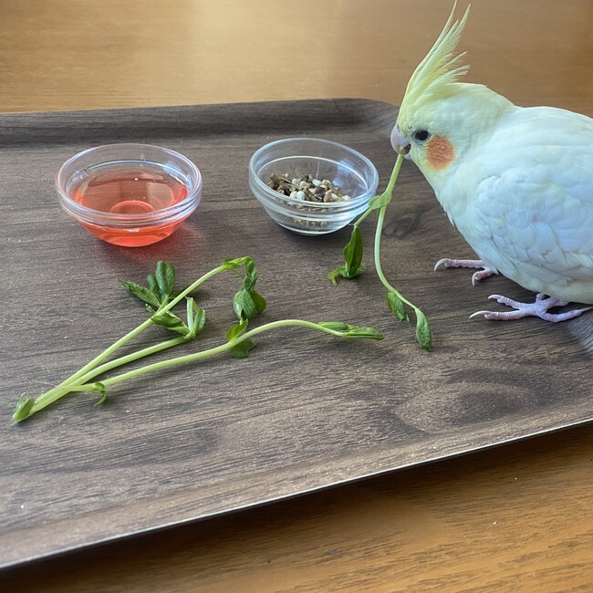 もちのままのカバー写真