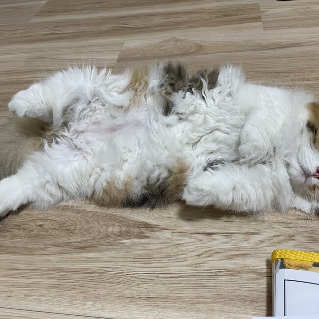 りな_sのカバー写真