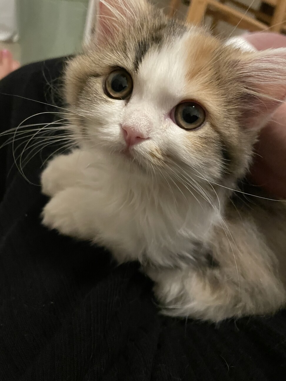 里親になってください（急募）　