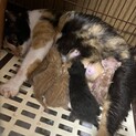 3月11.12日生まれ