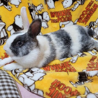 ミニウサギ メス 1才5ヶ月 避妊手術済み
